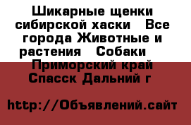 Шикарные щенки сибирской хаски - Все города Животные и растения » Собаки   . Приморский край,Спасск-Дальний г.